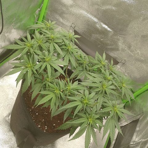 Mafalda growlog photo: Proceso