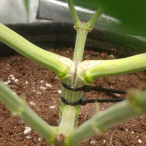 Mafalda growlog photo: Lesión generada durante una inspección e intento de ajustar amarres lst 
