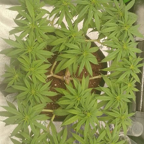 Mafalda growlog photo: Fotos del día ❤️🔥