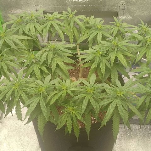 Mafalda growlog photo: Fotos del día ❤️🔥