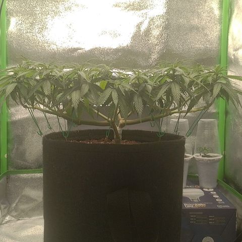Mafalda growlog timeline photo