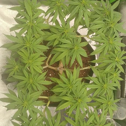Mafalda growlog photo: Fotos del día ❤️🔥
