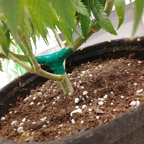 Mafalda growlog timeline photo