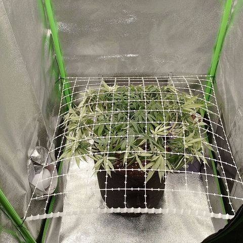Mafalda growlog timeline photo
