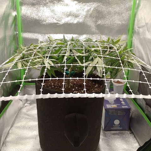 Mafalda growlog timeline photo