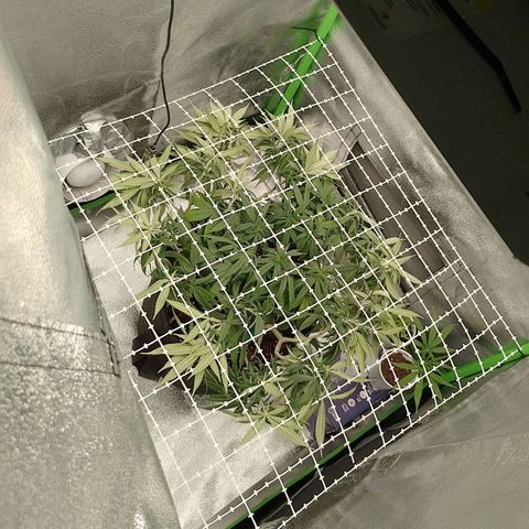 Mafalda growlog photo: Implementación de malla scrog