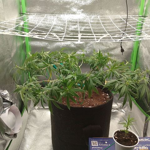 Mafalda growlog timeline photo