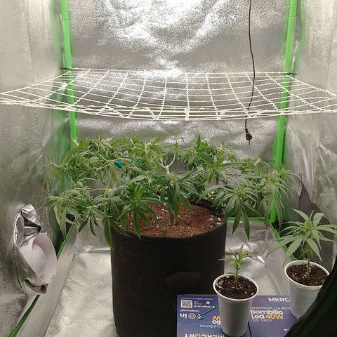 Mafalda growlog timeline photo