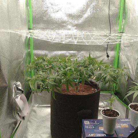 Mafalda growlog timeline photo