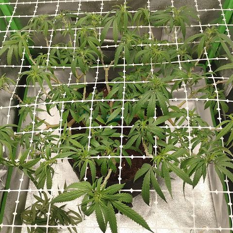 Mafalda growlog timeline photo