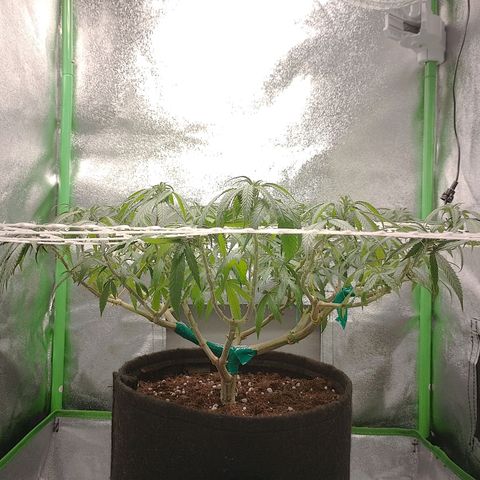 Mafalda growlog timeline photo