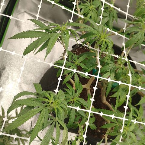 Mafalda growlog timeline photo