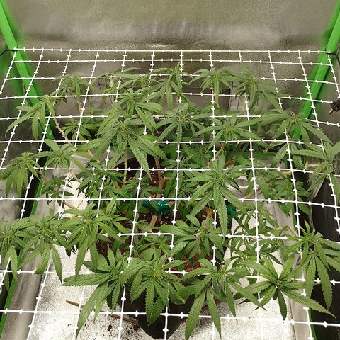 Mafalda growlog timeline photo