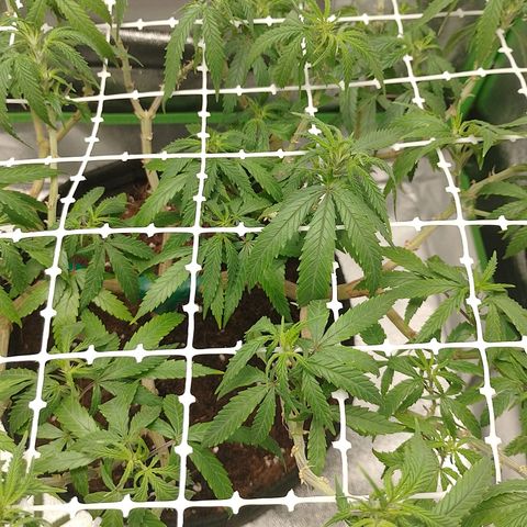 Mafalda growlog timeline photo