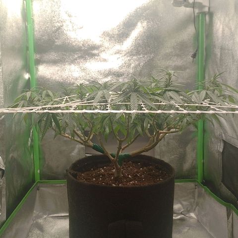 Mafalda growlog photo: Resultados de la recuperación de las lesiones, podas apicales durante el proceso, el lst inicial, las defoliaciones realizadas y la adaptación de la malla scrog, nos vamos de 12/12 a partir de hoy 