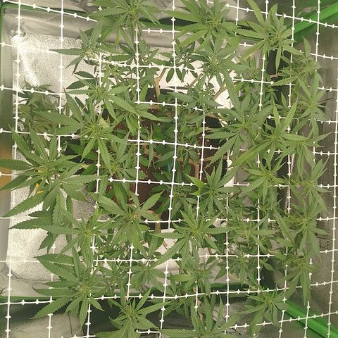 Mafalda growlog photo: Resultados de la recuperación de las lesiones, podas apicales durante el proceso, el lst inicial, las defoliaciones realizadas y la adaptación de la malla scrog, nos vamos de 12/12 a partir de hoy 