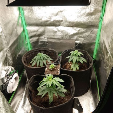 Mafalda growlog photo: Las nuevas bebés, ya en su sexta semana desde germinación 