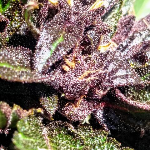 Elixir growlog timeline photo
