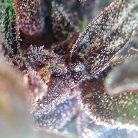Elixir growlog timeline photo