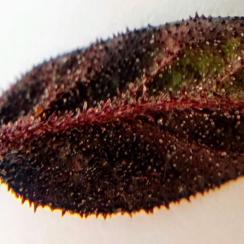 Elixir growlog timeline photo