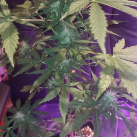 Auto Blueberry auto growlog timeline photo