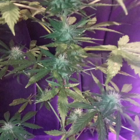 Auto Blueberry auto growlog timeline photo