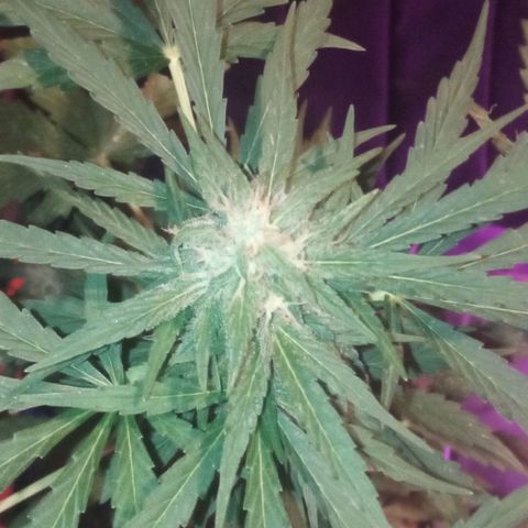 Auto Blueberry auto growlog timeline photo