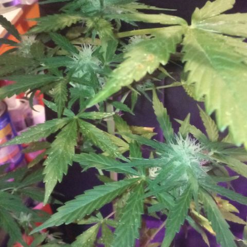 Auto Blueberry auto growlog timeline photo