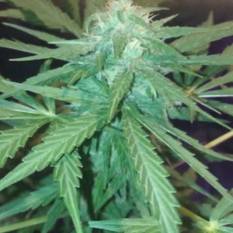 Auto Blueberry auto growlog timeline photo