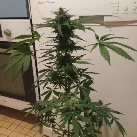 Auto Blueberry auto growlog timeline photo