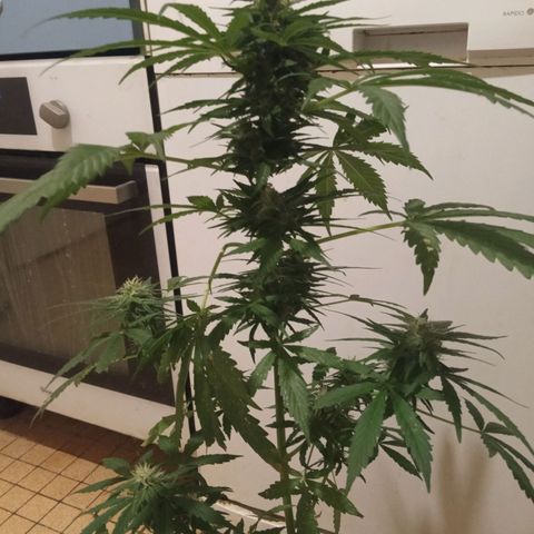 Auto Blueberry auto growlog timeline photo