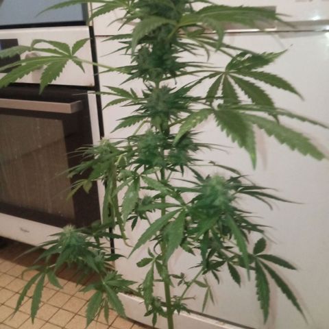Auto Blueberry auto growlog timeline photo