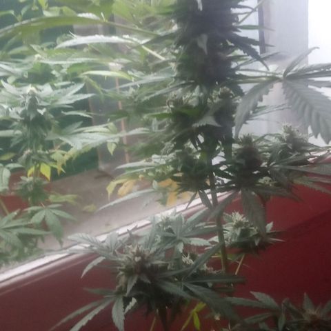 Auto Blueberry auto growlog timeline photo