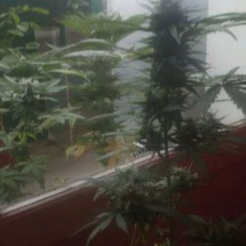 Auto Blueberry auto growlog timeline photo