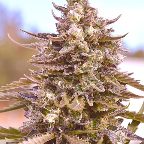 Froot Fuel - Speedrun Seeds growlog timeline photo