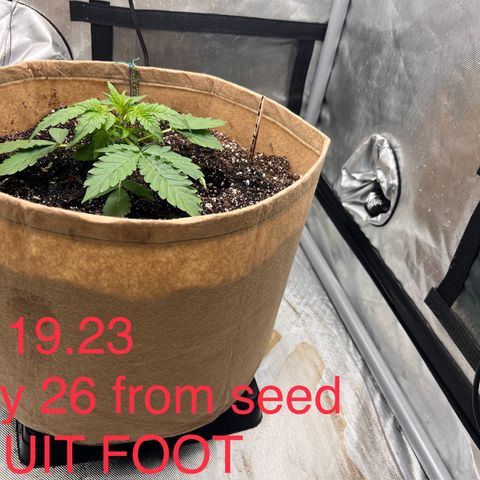 Froot Fuel - Speedrun Seeds growlog timeline photo
