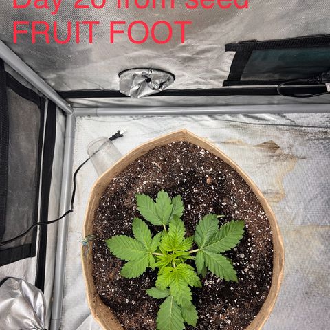 Froot Fuel - Speedrun Seeds growlog timeline photo