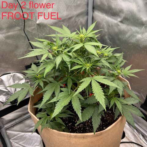 Froot Fuel - Speedrun Seeds growlog timeline photo