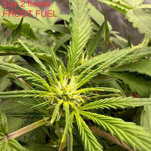Froot Fuel - Speedrun Seeds growlog timeline photo