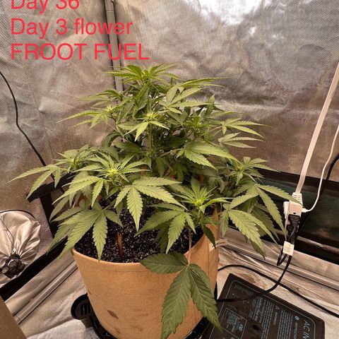 Froot Fuel - Speedrun Seeds growlog timeline photo