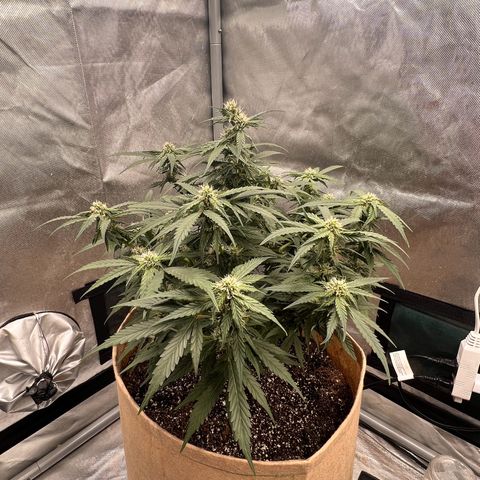 Froot Fuel - Speedrun Seeds growlog timeline photo