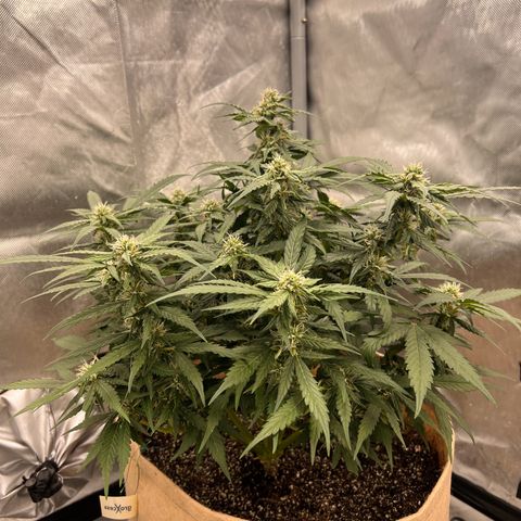 Froot Fuel - Speedrun Seeds growlog timeline photo