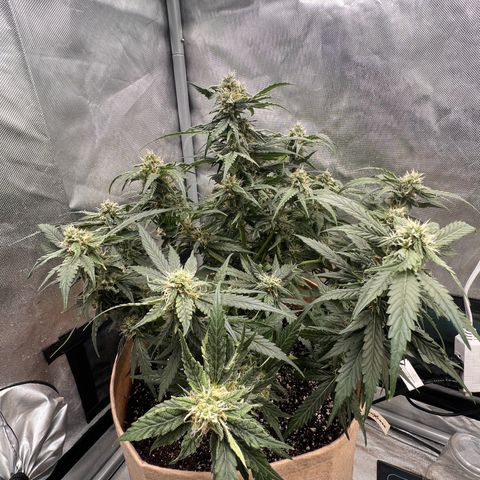 Froot Fuel - Speedrun Seeds growlog timeline photo