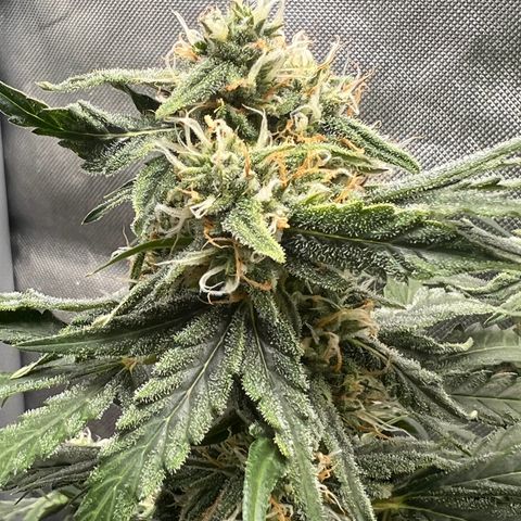 Froot Fuel - Speedrun Seeds growlog timeline photo