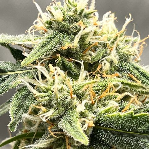 Froot Fuel - Speedrun Seeds growlog timeline photo