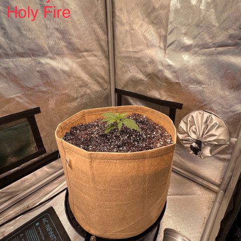 Holy Fire - Speedrun Seeds growlog timeline photo