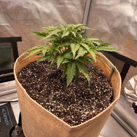 Holy Fire - Speedrun Seeds growlog timeline photo
