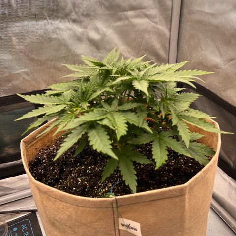 Holy Fire - Speedrun Seeds growlog timeline photo