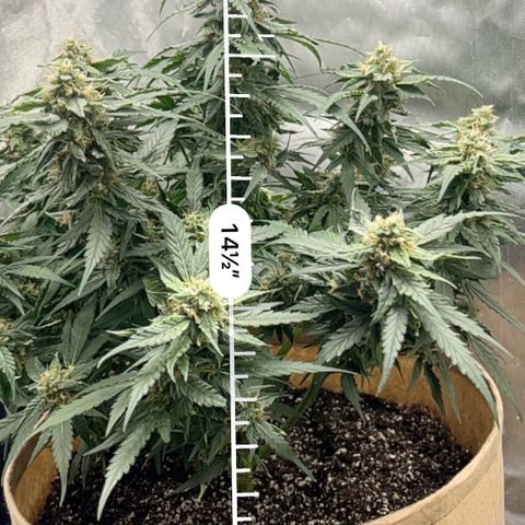 Froot Fuel - Speedrun Seeds growlog timeline photo