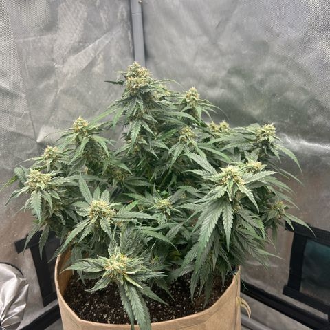 Froot Fuel - Speedrun Seeds growlog timeline photo